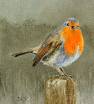 Robin Redbreast