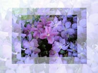 Photo of Clematis