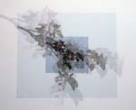 Apple Blossom