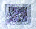 Chive Flowers 2
