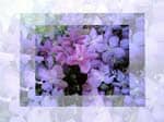 Clematis