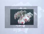 Orchid 4
