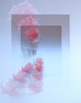 Rose Bud