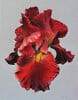 Bearded Iris