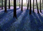 Bluebells