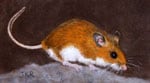 Deer Mouse