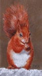 Red Squirrel