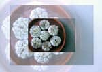 Garlic 1