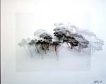 Sedum in Snow
