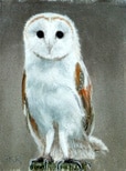 Barn Owl 2