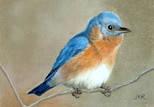 Bluebird