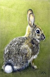 Eastern Cottontail