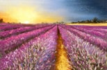 Lavendar Fields